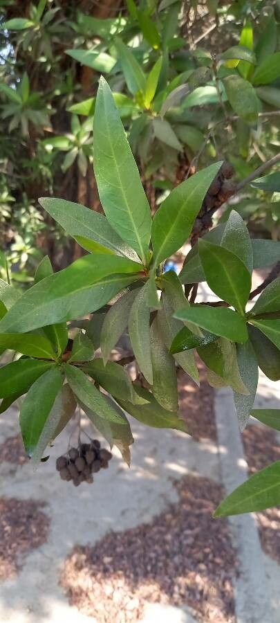 Conocarpus lancifolius — search result for 'Combretaceae'