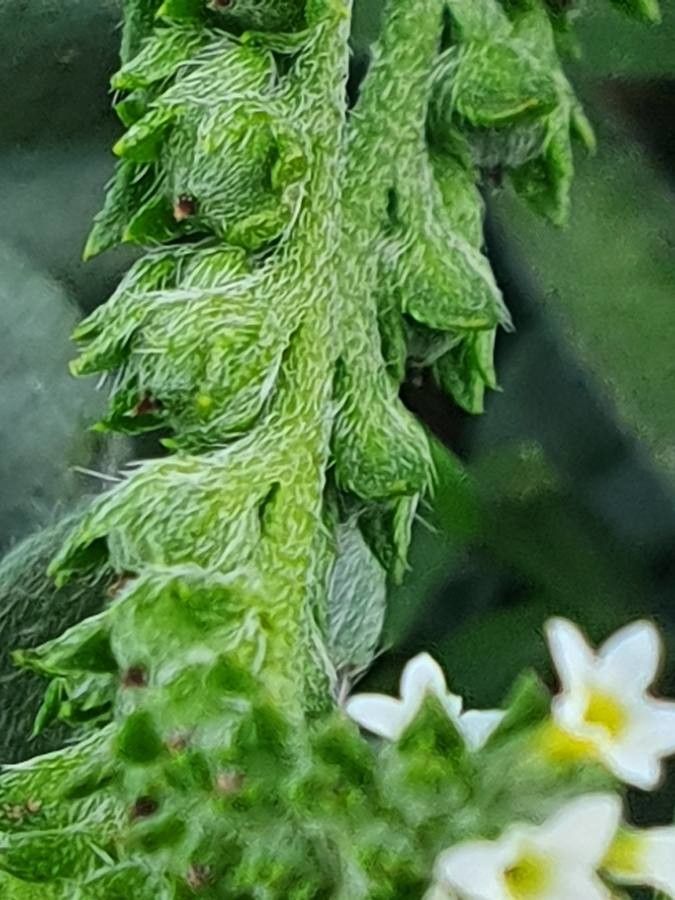 Heliotropium supinum fruit