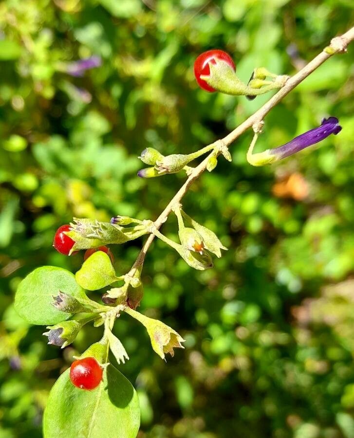 Lycium cestroides fruit