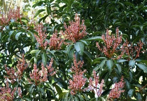 Mangifera pajang — houseplant care guide