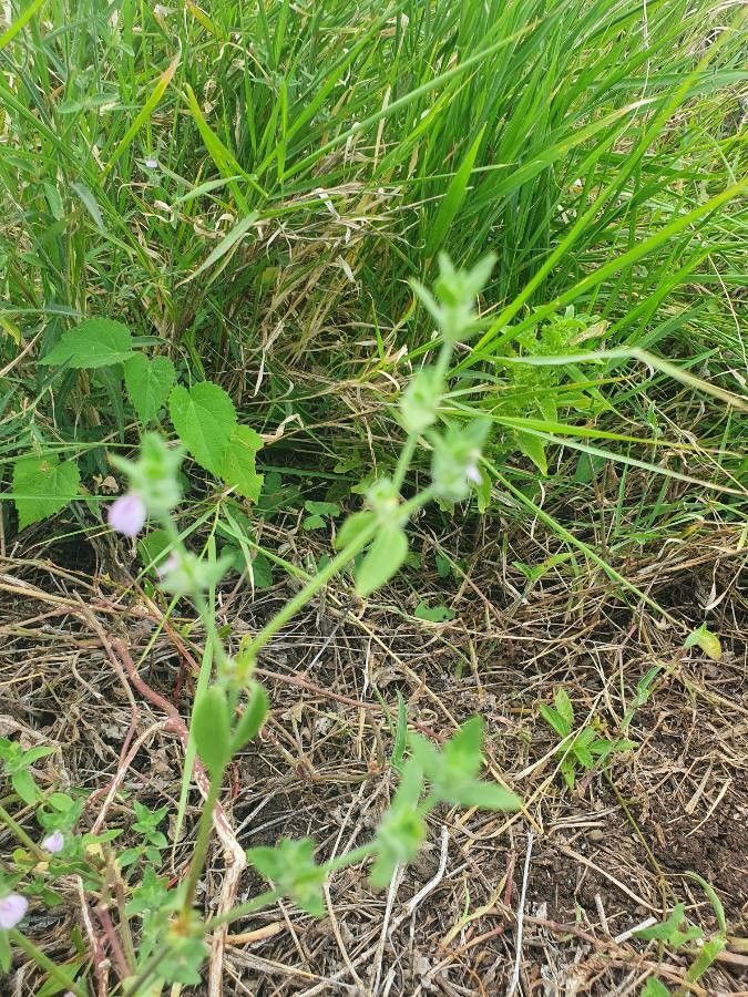 Justicia heterocarpa habit