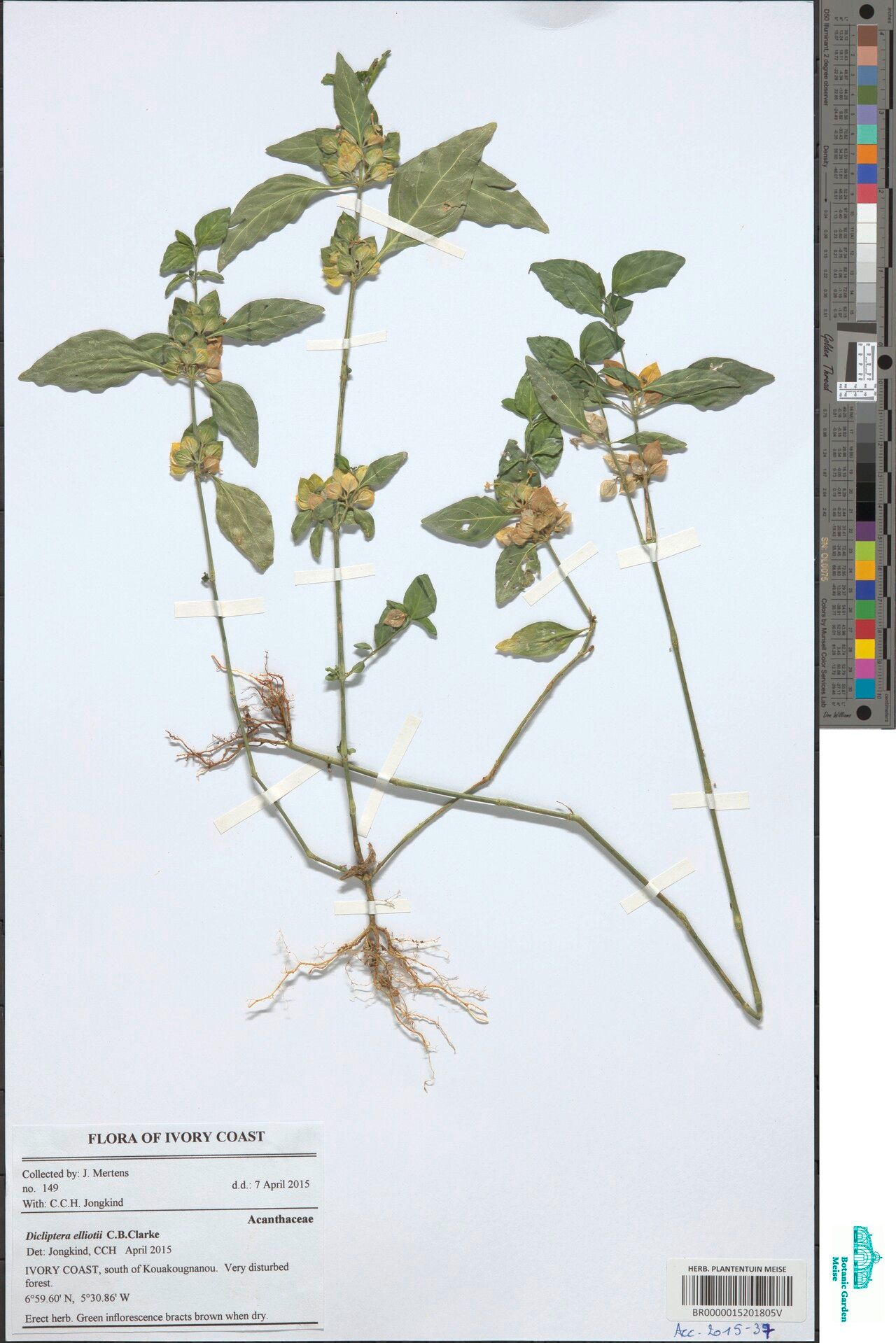 Dicliptera elliotii — houseplant care guide