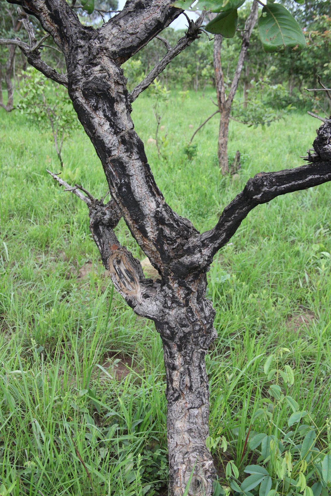 Terminalia mollis bark