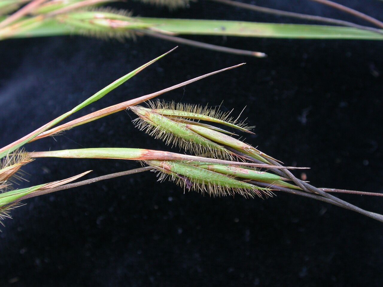 Themeda arundinacea — related species from the same genus