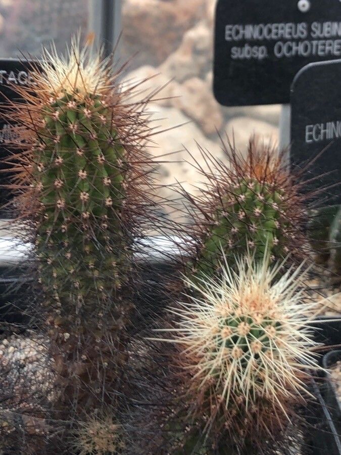 Echinocereus spinigemmatus — search result for 'Echinocereus'