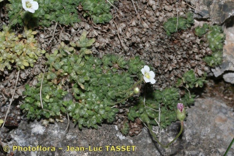 Saxifraga erioblasta habit