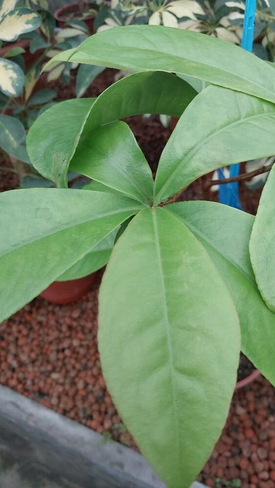 Ardisia wallichii — search result for 'Ardisia'