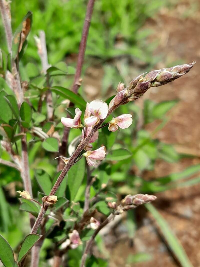 Argyrolobium catatii flower
