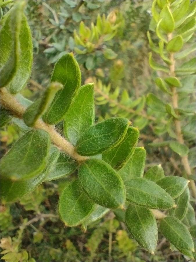 Grevillea buxifolia — search result for 'Grevillea'