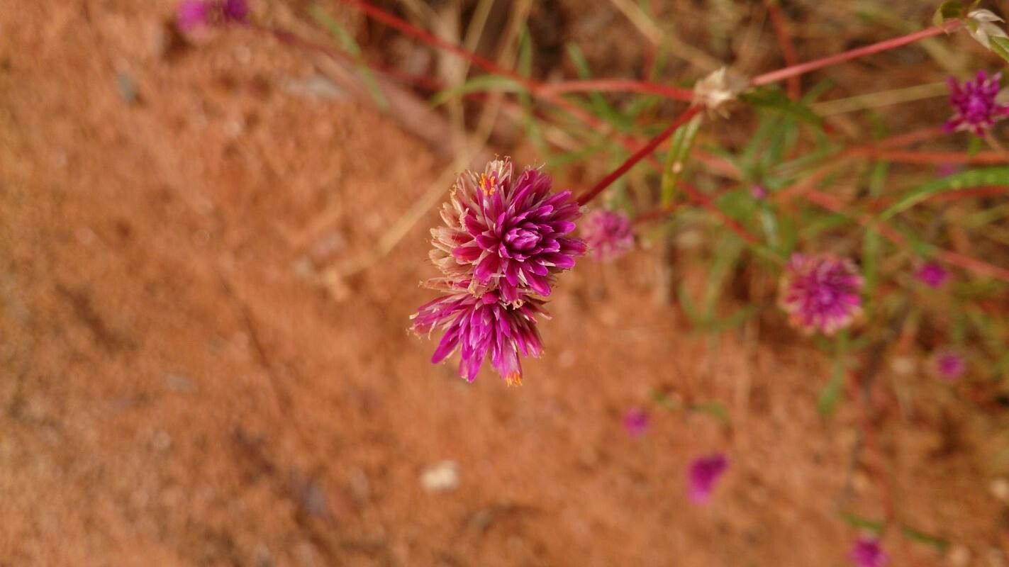 Gomphrena flaccida — search result for 'Gomphrena'