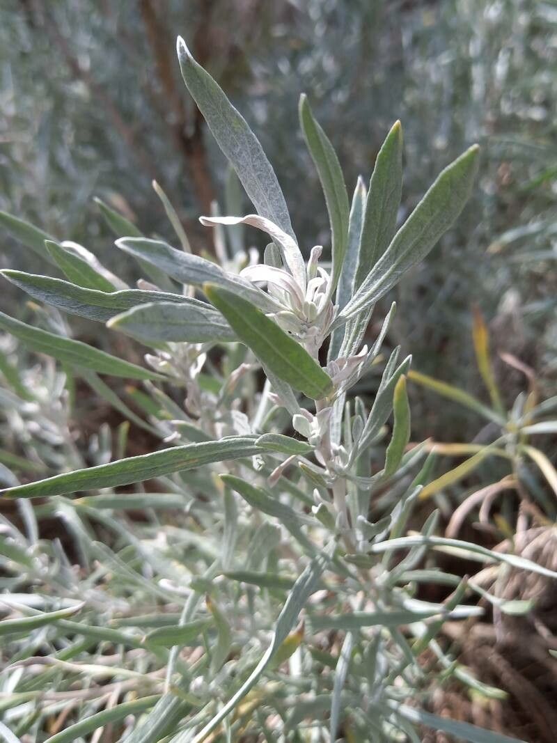 Artemisia cana leaf