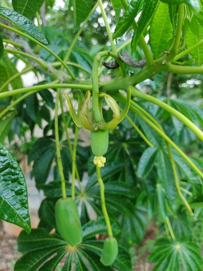 Jacaratia spinosa flower