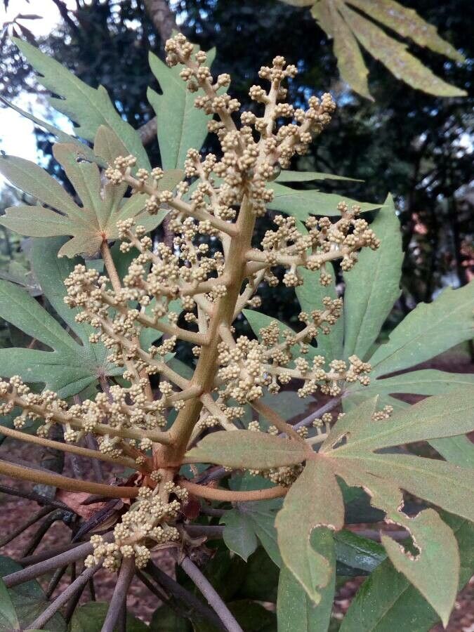 Oreopanax incisus flower