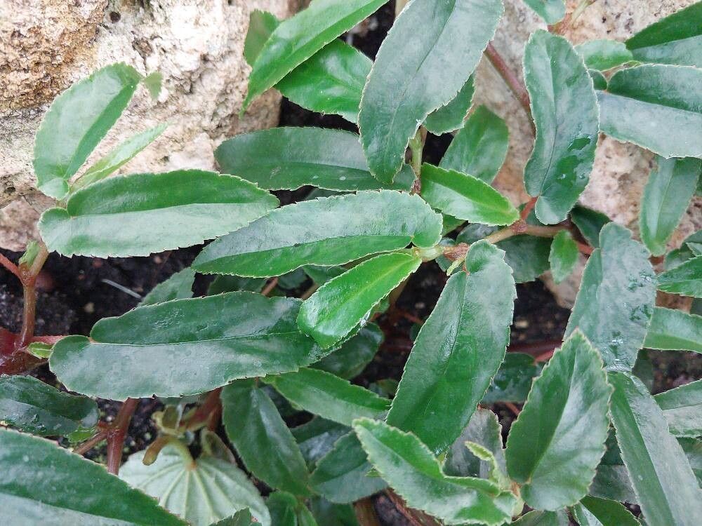 Begonia echinosepala — houseplant care guide