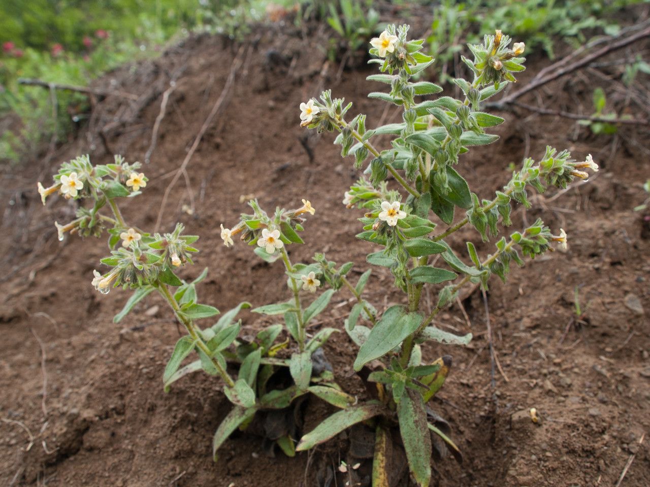 Alkanna orientalis flower