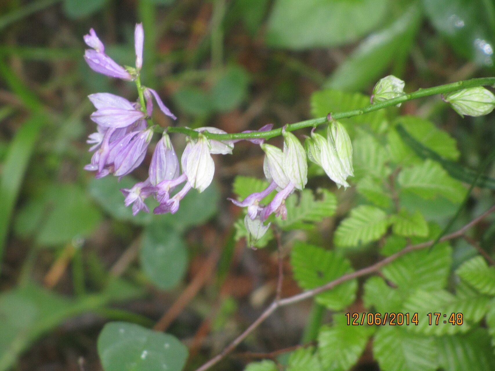 Polygala transcaucasica — houseplant care guide