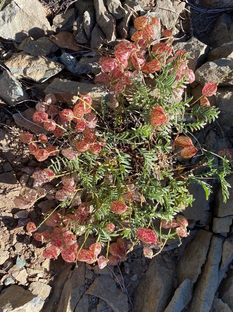 Hieracium horridum leaf