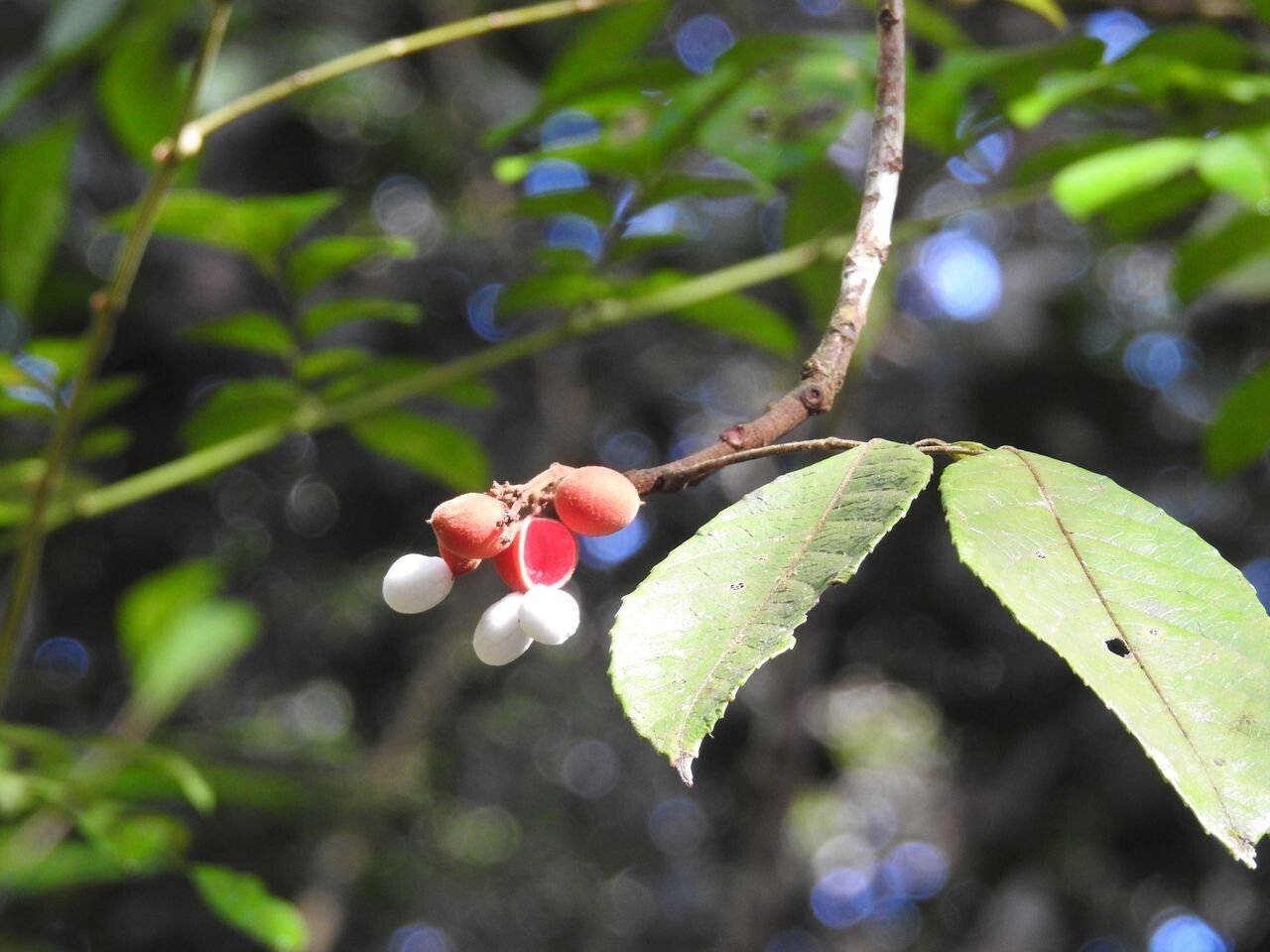 Protium rhoifolium fruit