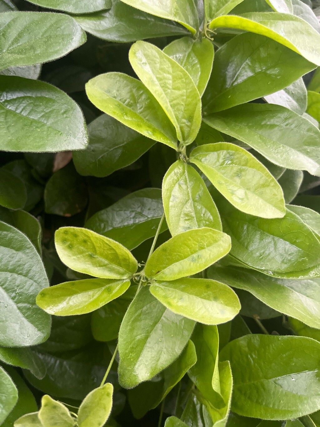 Amphilophium bauhinioides leaf
