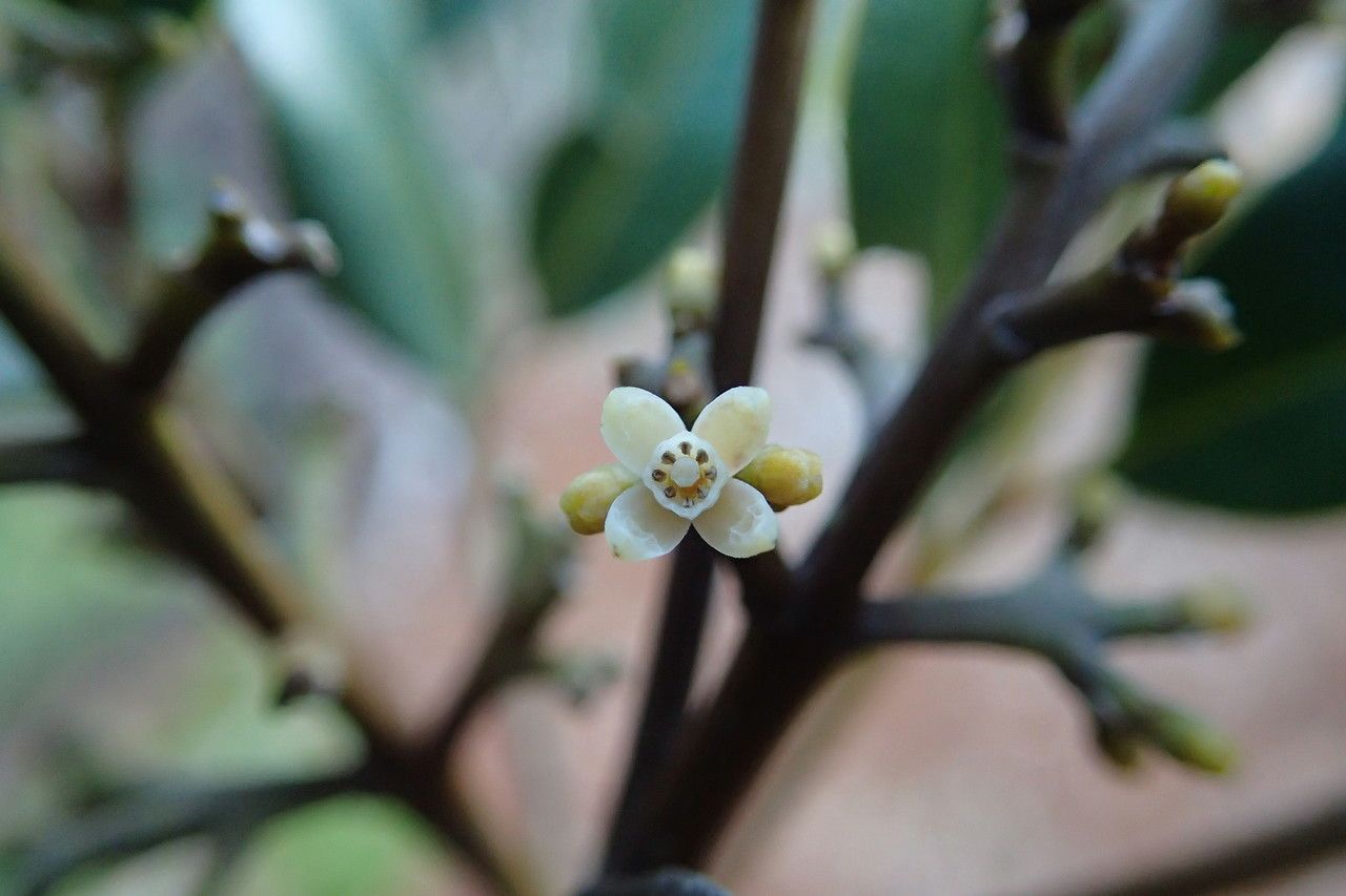 Dysoxylum minutiflorum — houseplant care guide