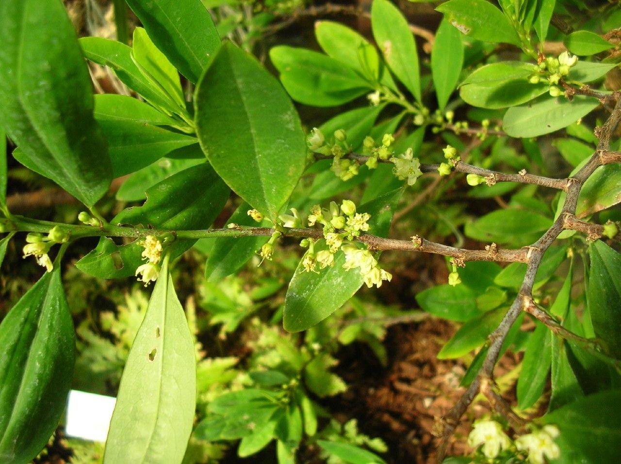 Erythroxylum novogranatense — houseplant care guide