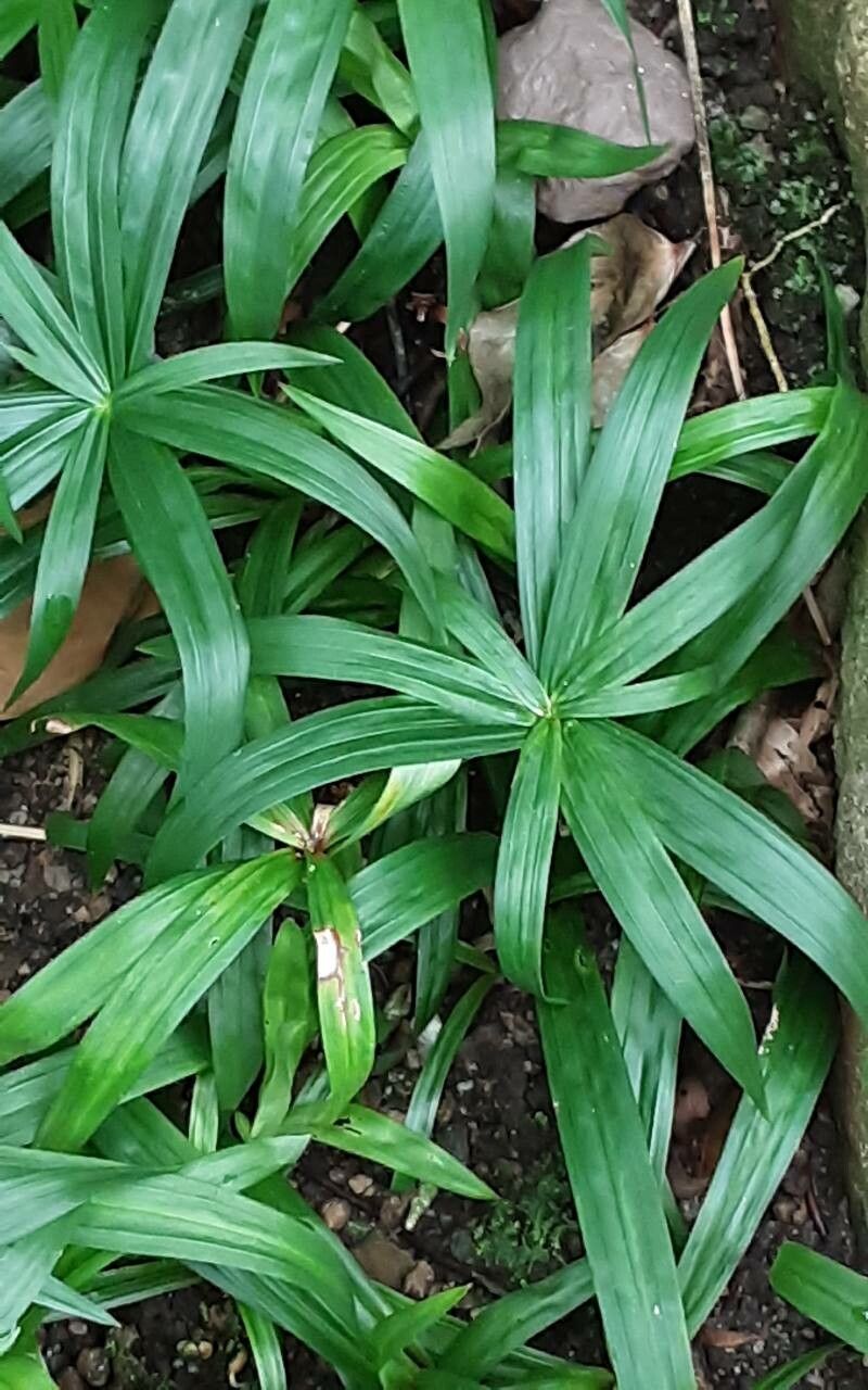 Cyperus diffusus — search result for 'Cyperus'