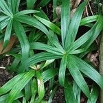 Cyperus diffusus