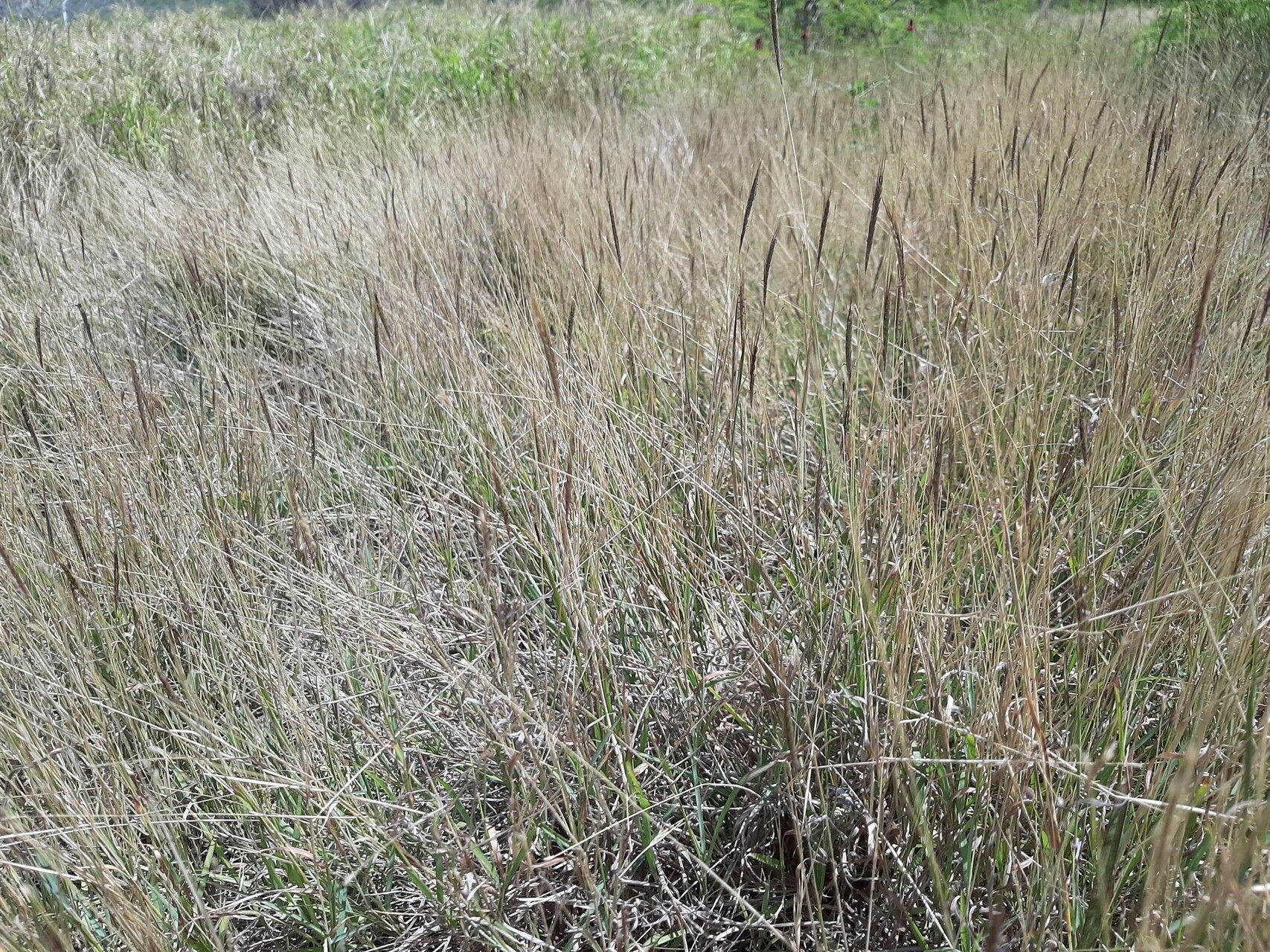 Dichanthium caricosum habit