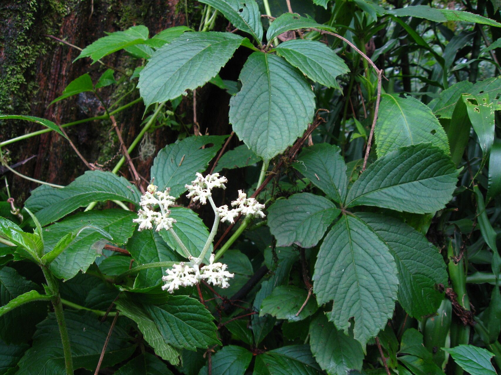 Cyphostemma mannii habit