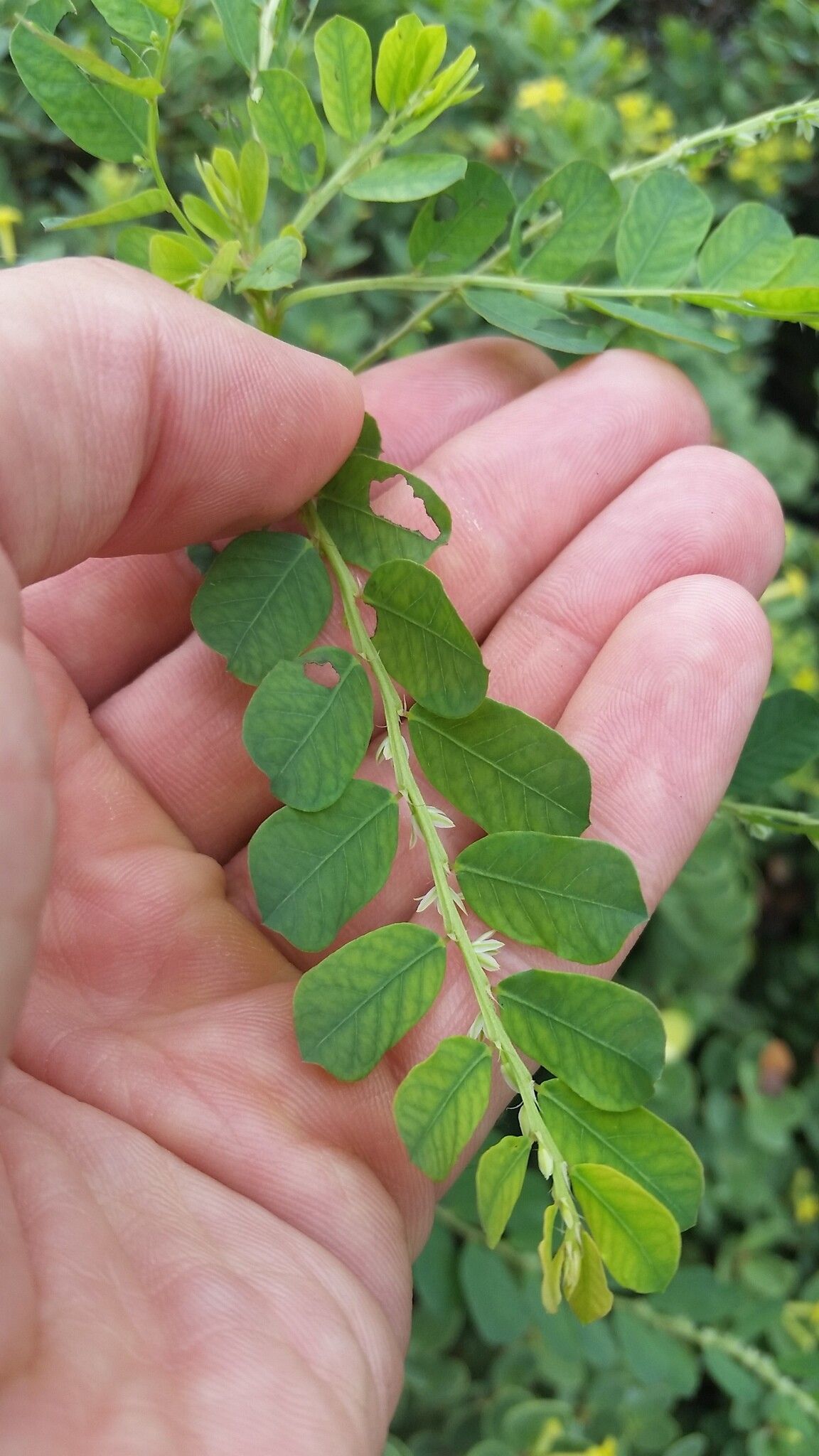 Phyllanthus leucanthus leaf