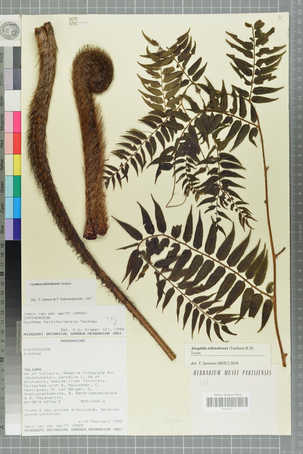 Alsophila tsilotsilensis — houseplant care guide