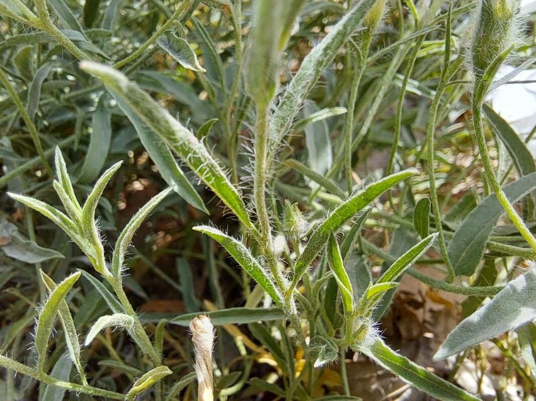 Convolvulus valentinus — search result for 'Convolvulus'