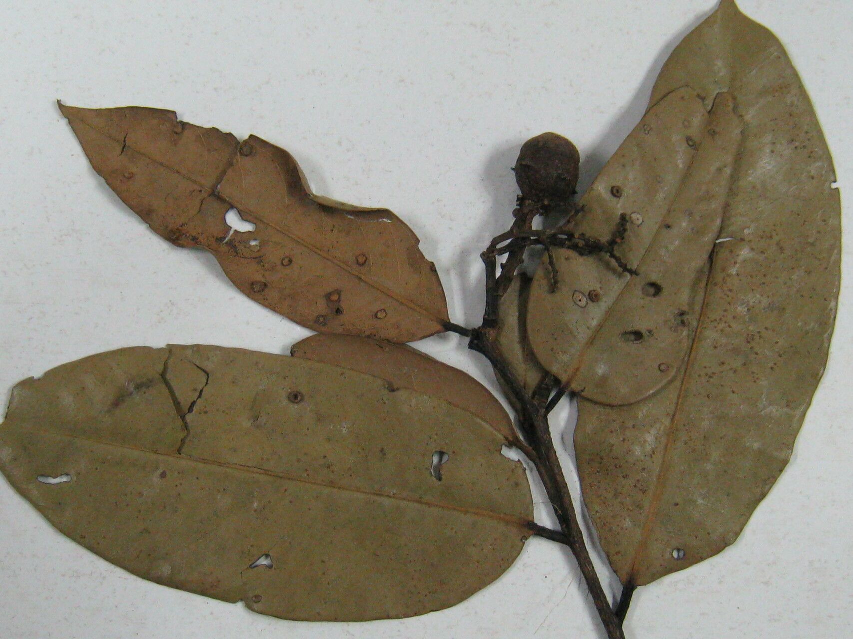 Eschweilera subglandulosa other