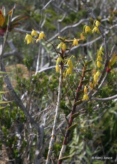 Dendrobium crassicaule flower