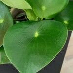 Peperomia polybotrya