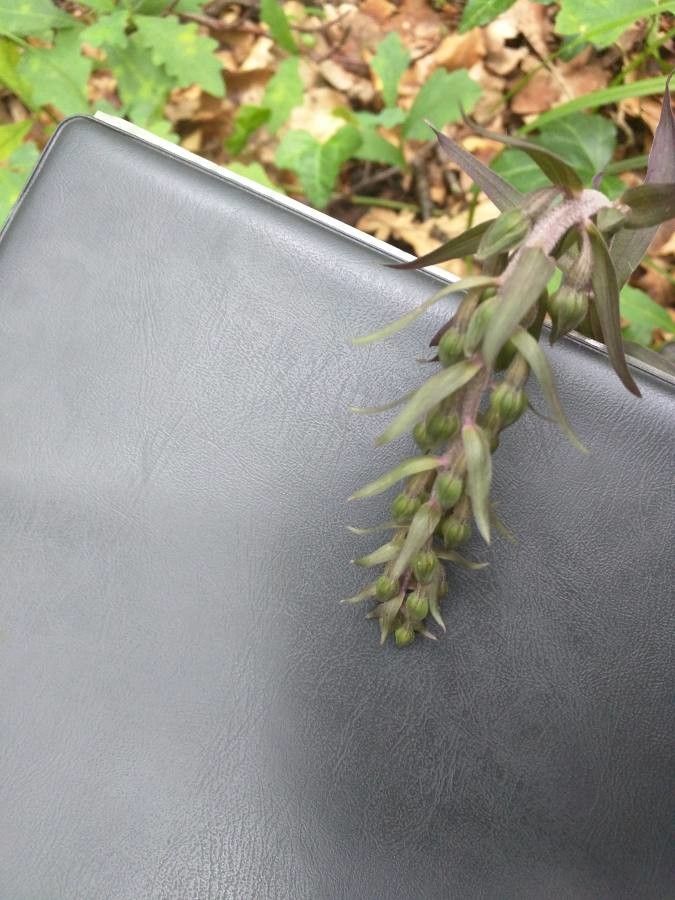 Epipactis purpurata fruit