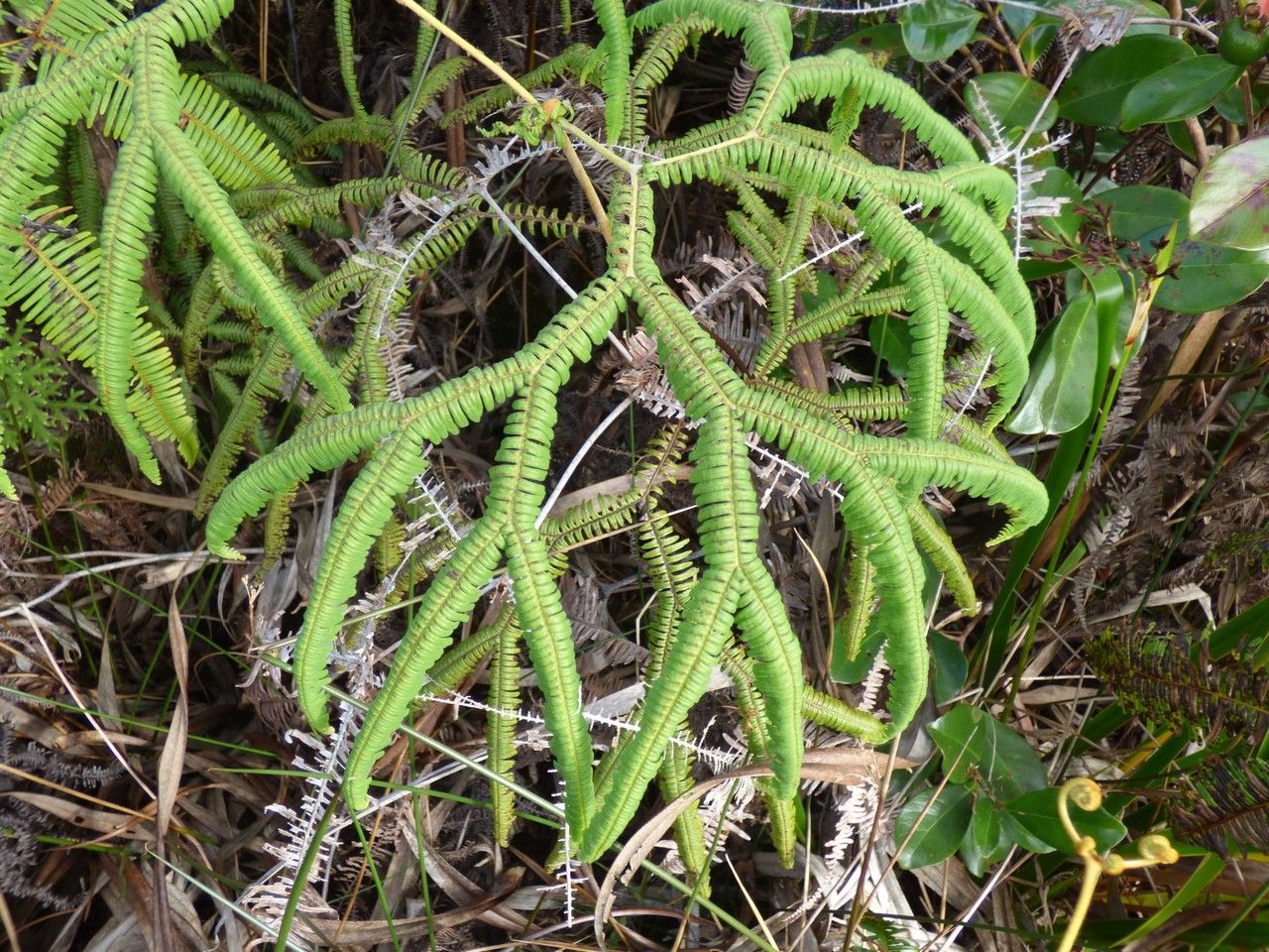 Sticherus flagellaris — houseplant care guide