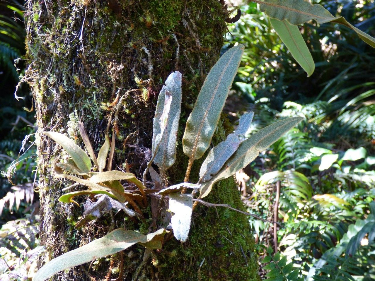 Elaphoglossum splendens habit