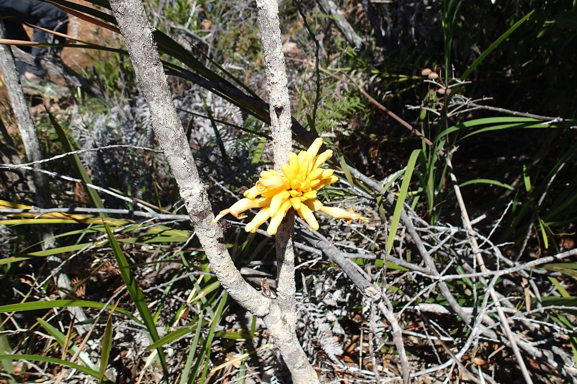 Oxera baladica — related species from the same genus