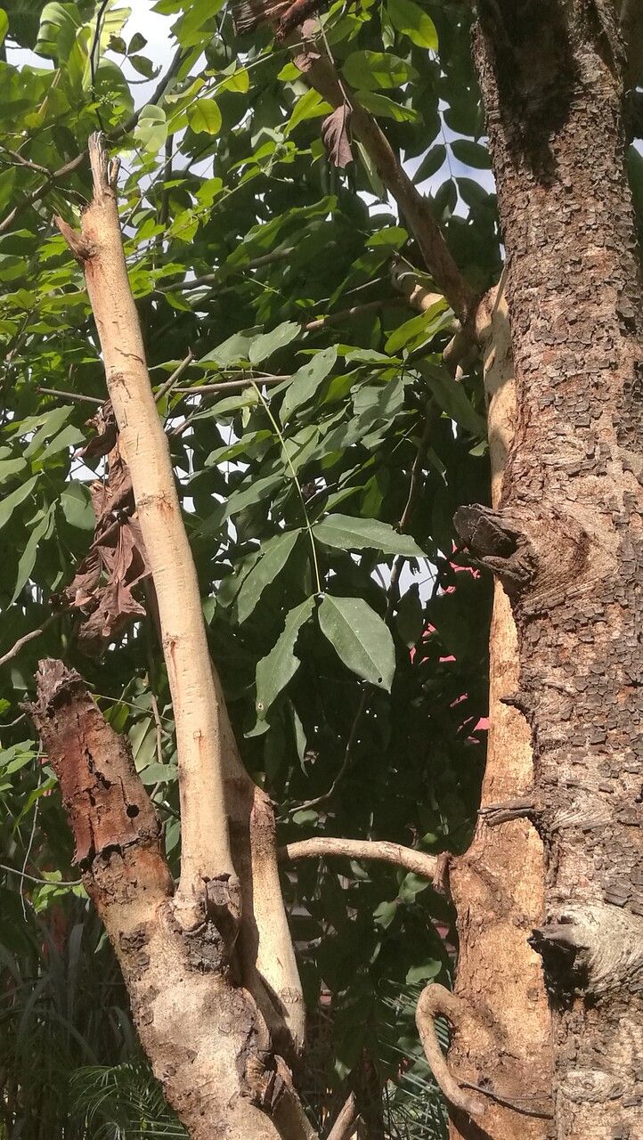 Ekebergia capensis bark