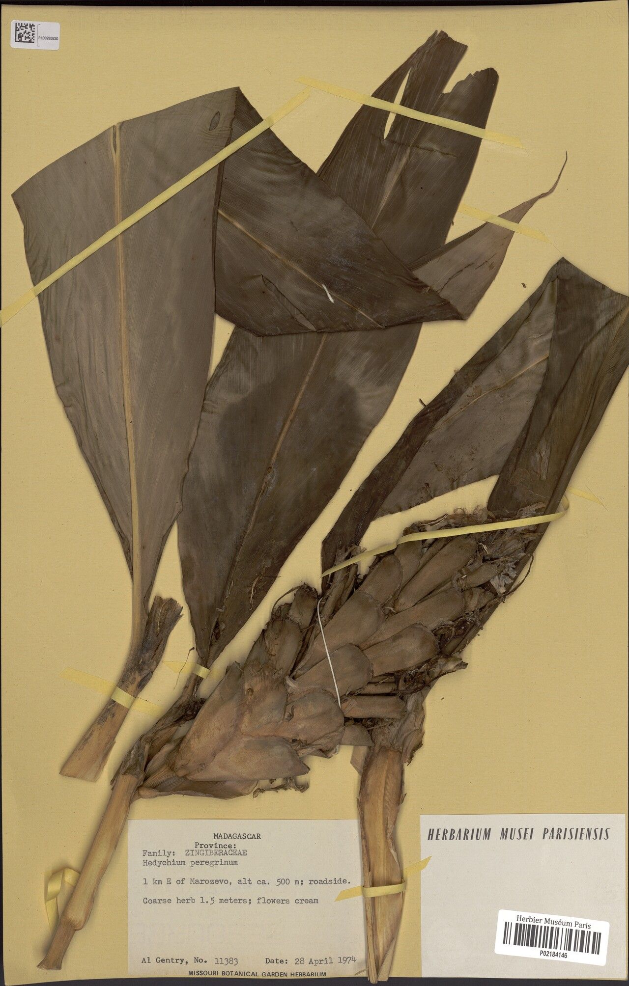 Hedychium peregrinum — search result for 'Hedychium'