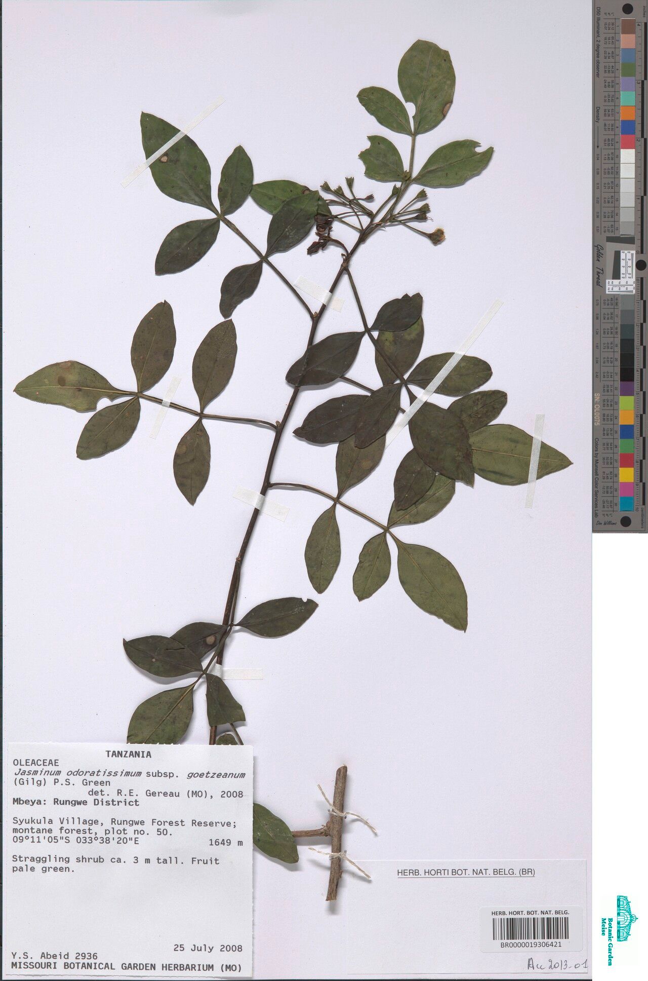 Chrysojasminum goetzeanum — related species from the same genus