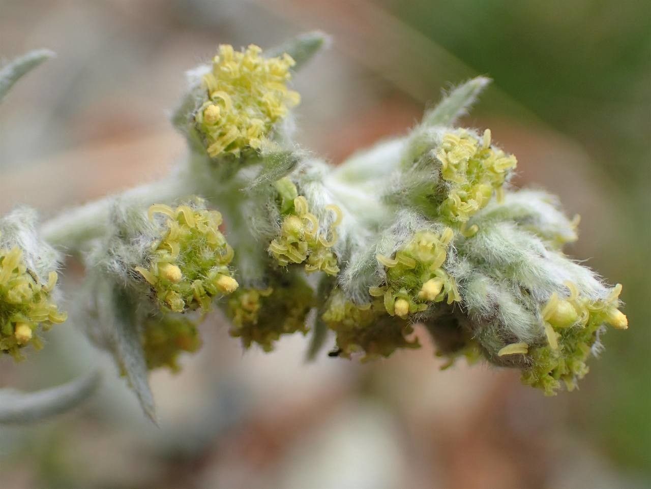 Artemisia umbelliformis flower