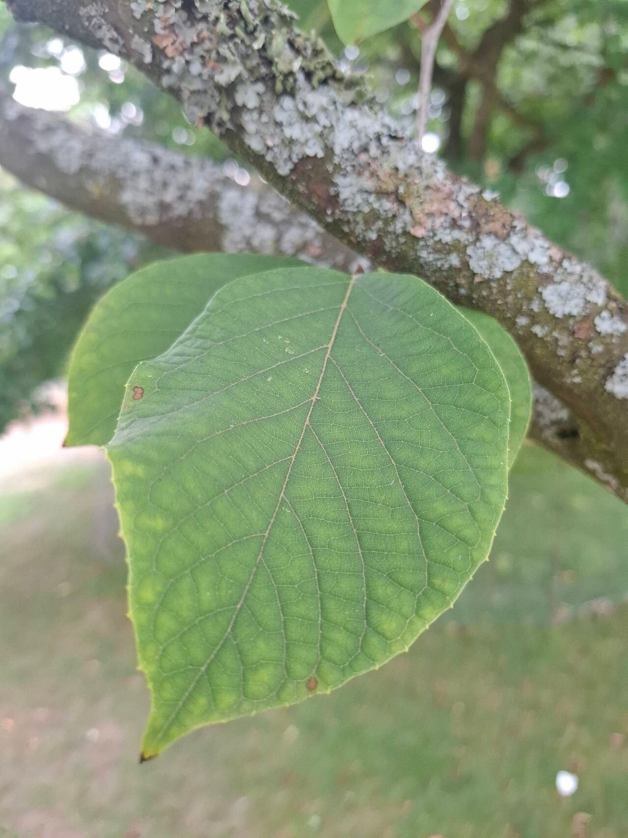 Styrax hemsleyanus leaf