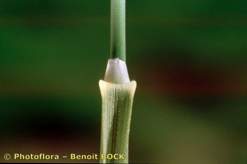 Puccinellia fasciculata bark