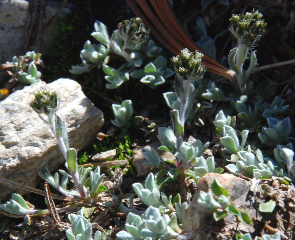 Antennaria pulchella habit