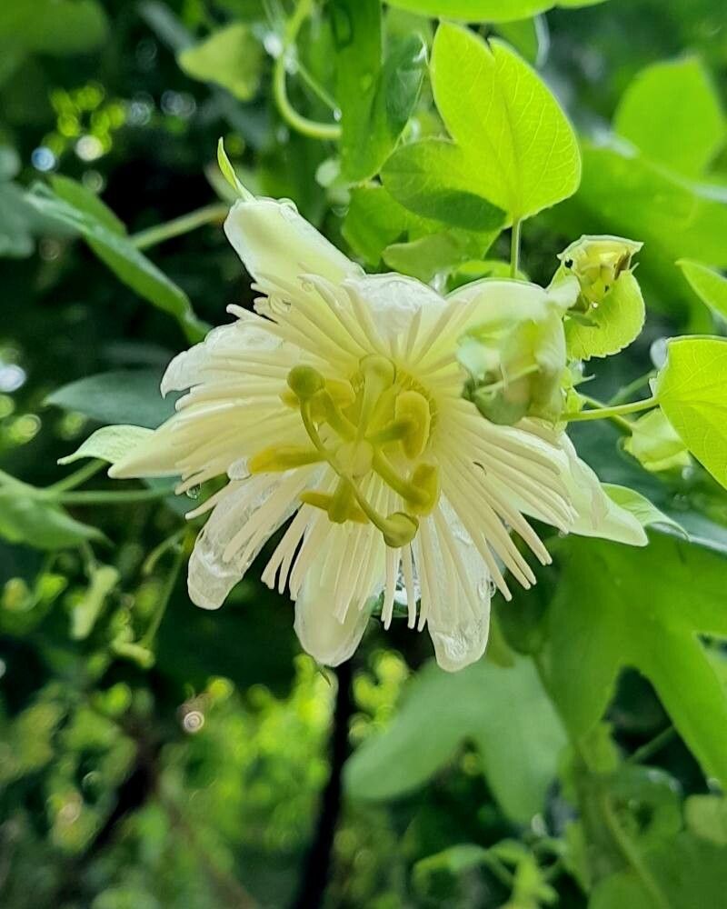 Passiflora tenuifila flower