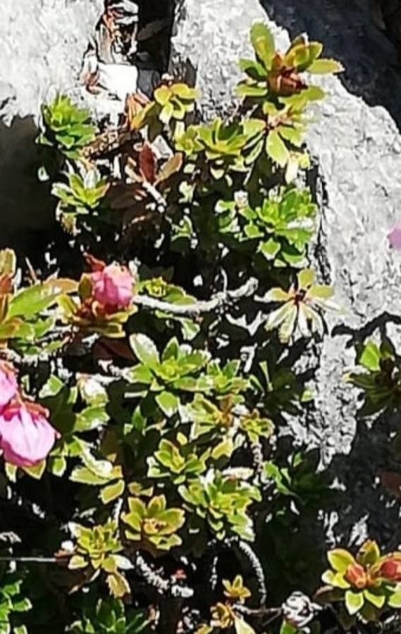 Rhodothamnus chamaecistus — search result for 'Cistus'