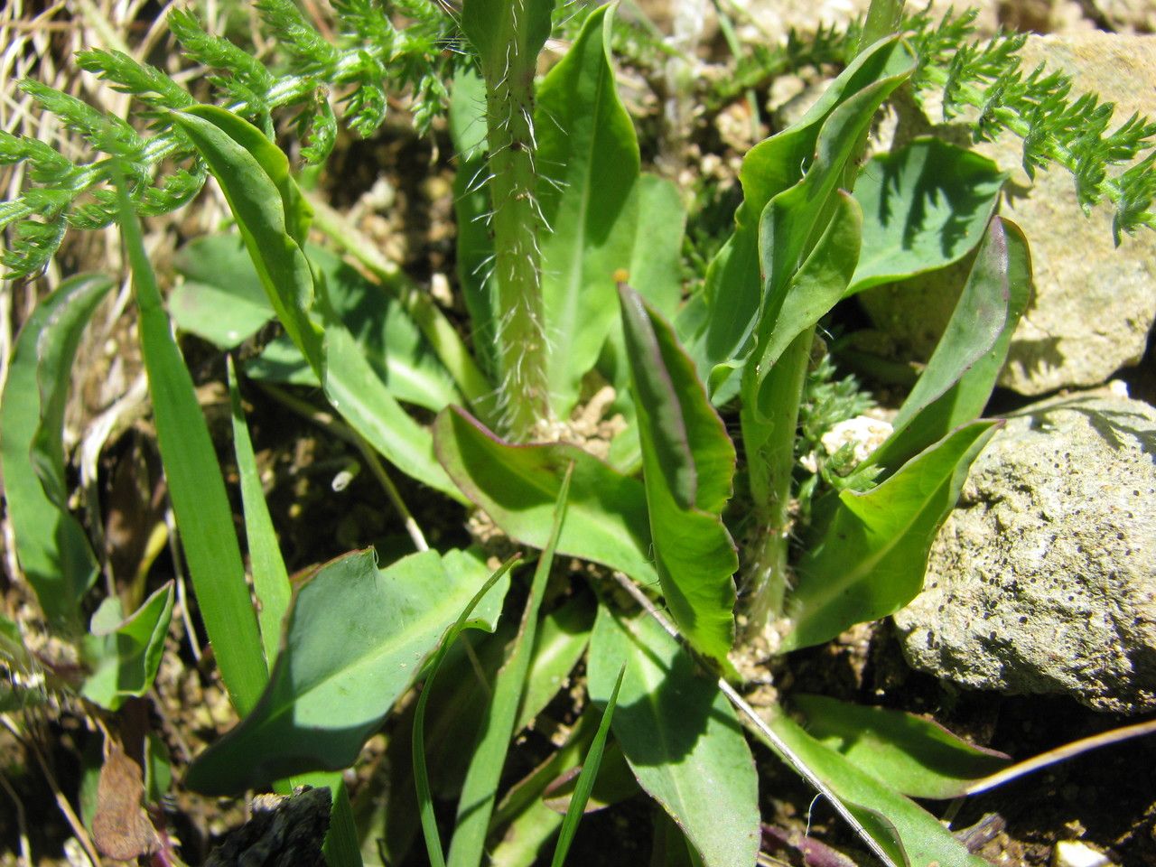 Pilosella floribunda habit