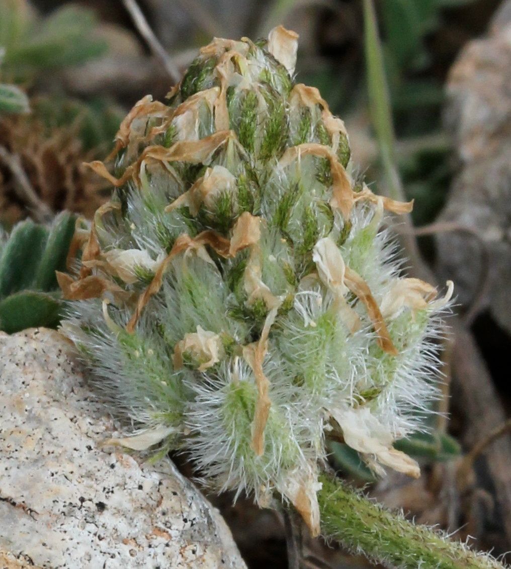 Astragalus glaux fruit